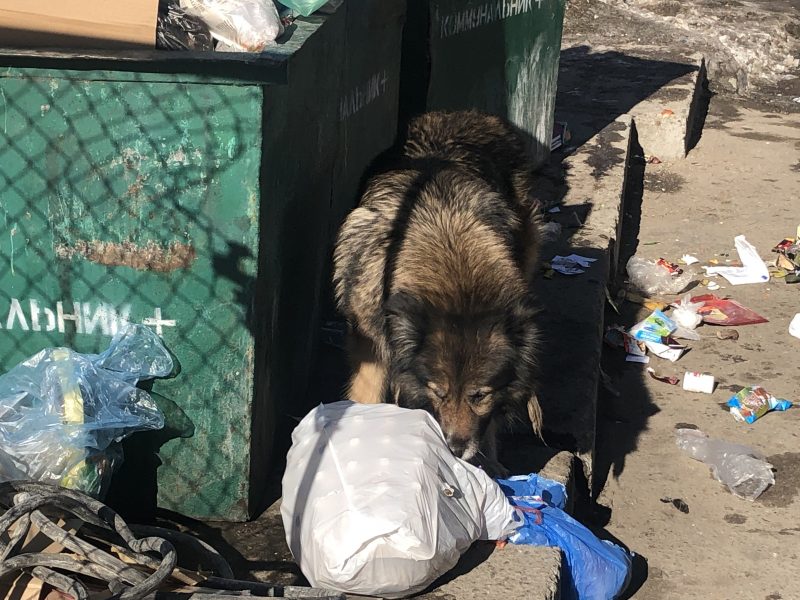 мусор и собака