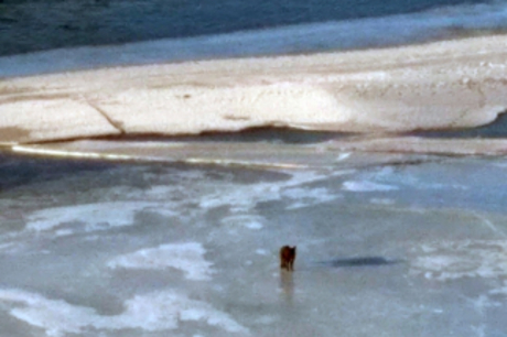 собака на льду Иркутск 22 02 2019